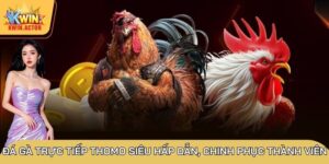 đá gà trực tiếp thomo