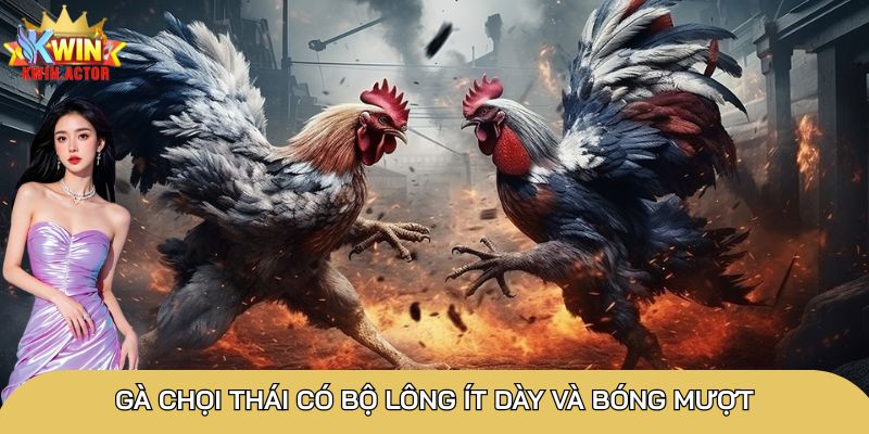 Gà chọi Thái: Những thông tin cần biết về chiến kê 1 Gà chọi Thái có bộ lông ít dày và bóng mượt