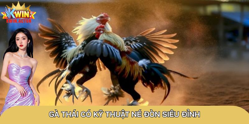 Gà chọi Thái: Những thông tin cần biết về chiến kê 2 Gà Thái có kỹ thuật né đòn siêu đỉnh